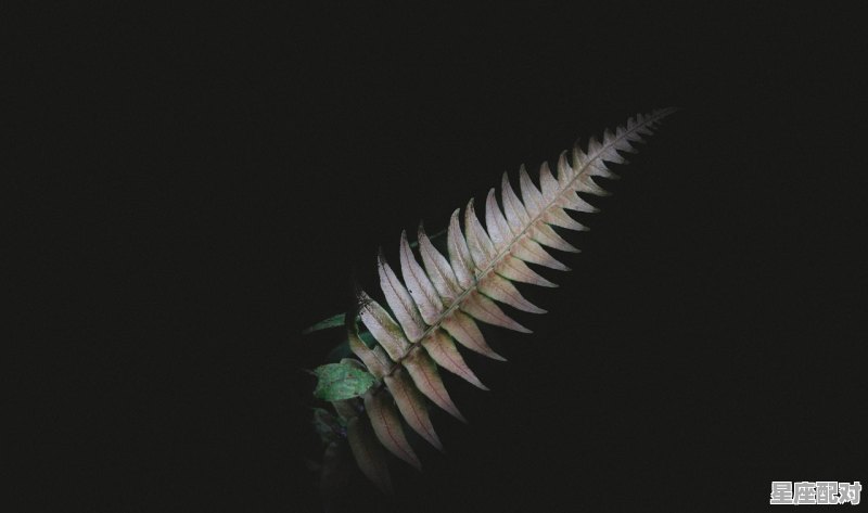 狮子座怎样赢水瓶座,十二星座配对狮子和水瓶座合适吗 狮子座怎样赢水瓶座,十二星座配对狮子和水瓶座合适吗 - 星座运势