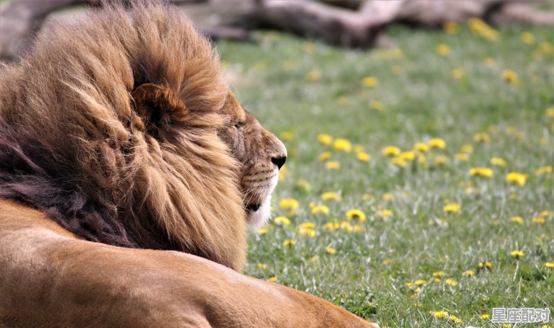水瓶女和狮子女能做朋友么,十二星座配对水瓶和狮子座合适吗女生 水瓶女和狮子女能做朋友么,十二星座配对水瓶和狮子座合适吗女生 - 星座运势