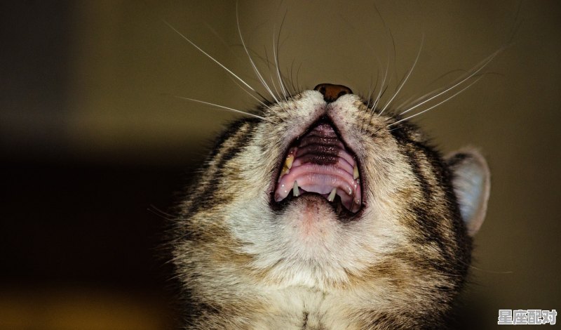 祥，代表什么动物，祥云指什么生肖 - 星座运势