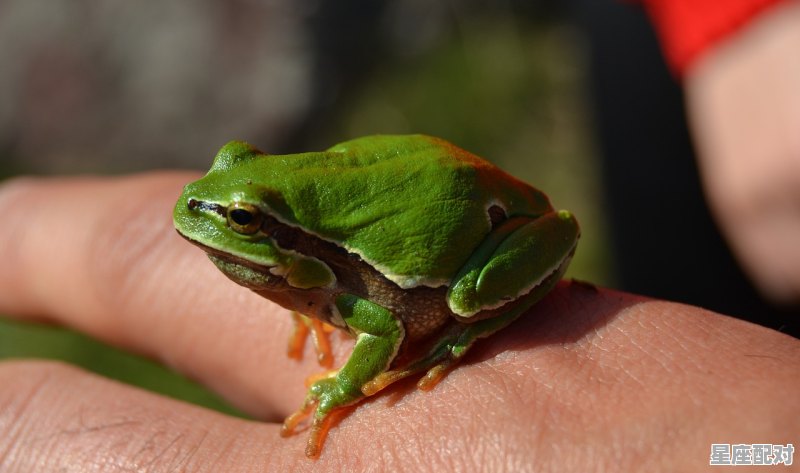 忧字打一动物_畏畏缩缩是什么动物 忧字打一动物_畏畏缩缩是什么动物 - 星座运势