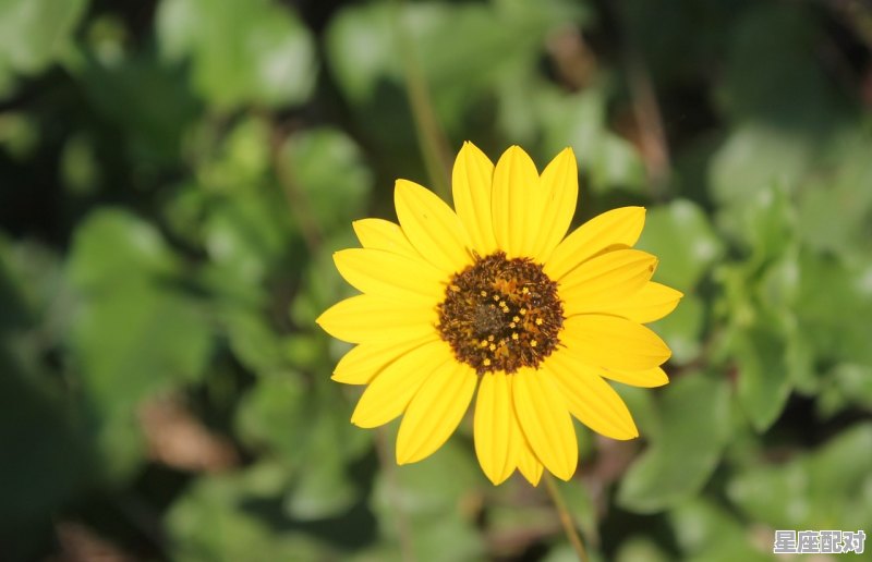 巨蟹座最佳配对星座，星座配对看什么星座 - 星座运势
