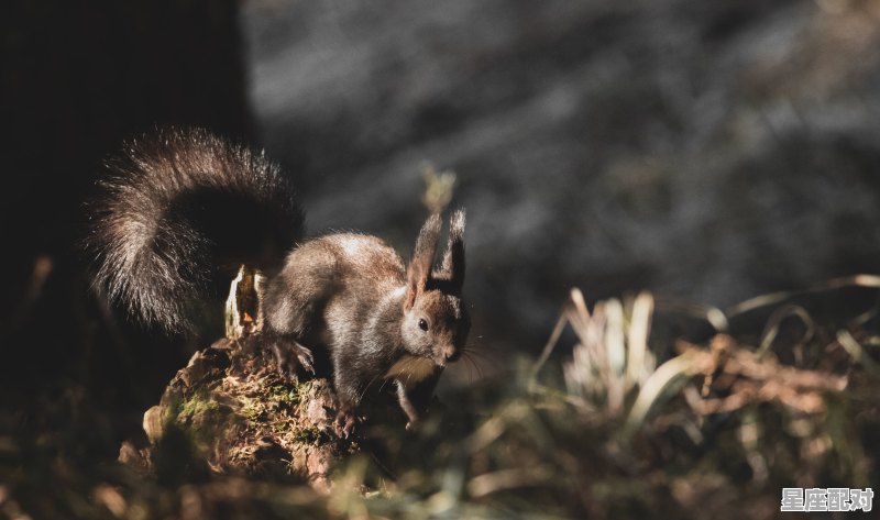 一生清白的动物,善良的动物是什么生肖 - 星座运势