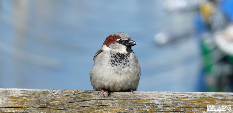 梦的词语有哪些,梦到小熊 - 星座运势
