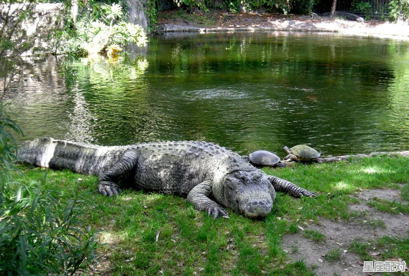 做梦梦到河水,做梦梦到河水 做梦梦到河水,做梦梦到河水 - 星座运势