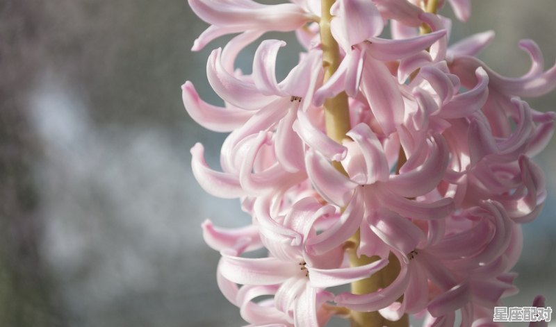 201711月是什么星座，2017年是什么星座 - 星座运势