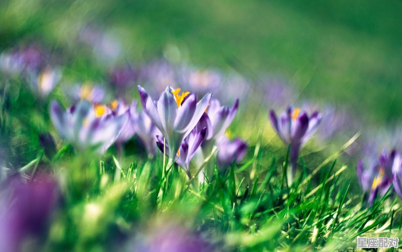 11月处女座能与狮子座复合吗，狮子座和处女座的星座配对指数是多少 - 星座运势