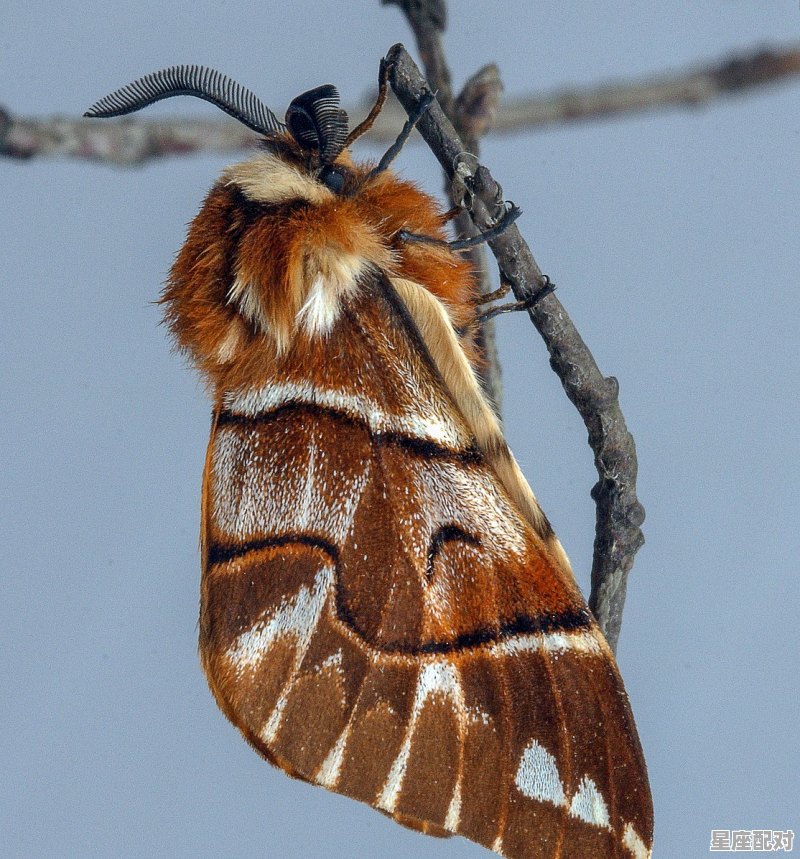 阴天云雾是天肖都系地肖_弱肉强食什么动物 - 星座运势
