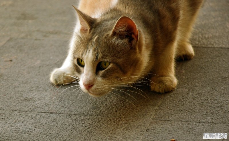 该怎么办？猫老是抓鸟，梦到抓鸟 - 星座运势