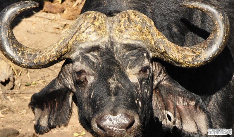 西游记妖精代表的动物,太上老君什么生肖 - 星座运势