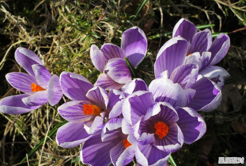 1988月10月15日是属于什么星座,1988月6日什么星座 - 星座运势