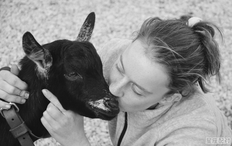 豺狼与羊中的豺狼是什么性格,双子座属羊女人性格 - 星座运势