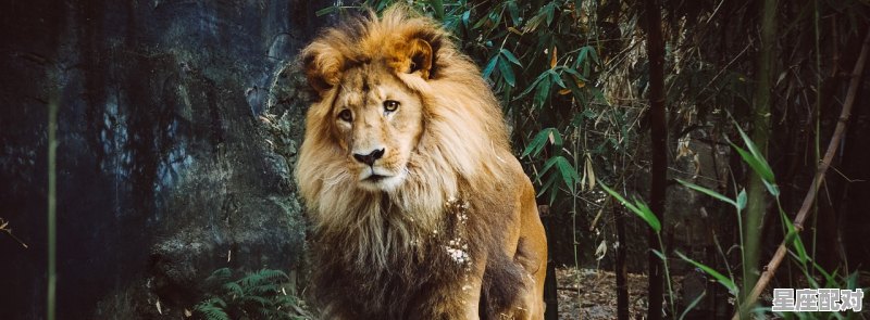 动物狮子的性格和脾气，狮子座说性格不合适 - 星座运势