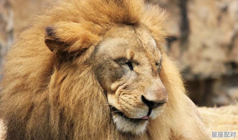 狮子和双子谁占上风_双子座和狮子座配么 - 星座运势
