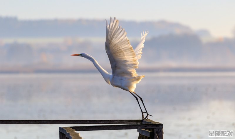 三春什么动物_三春天气日初长什么意思 - 星座运势