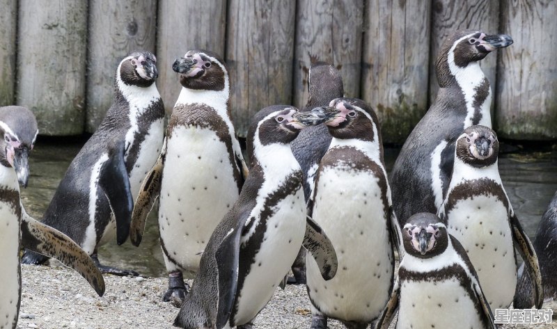 为什么狮子和双子是绝妙的一对，双子和狮子是什么星座配对最好 - 星座运势