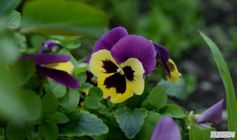 三月三月六是什么星座,3月6日是什么星座的 三月三月六是什么星座,3月6日是什么星座的 - 星座运势