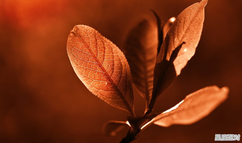 巨蟹座是什么生肖,巨蟹座是什么生肖 巨蟹座是什么生肖,巨蟹座是什么生肖 - 星座运势