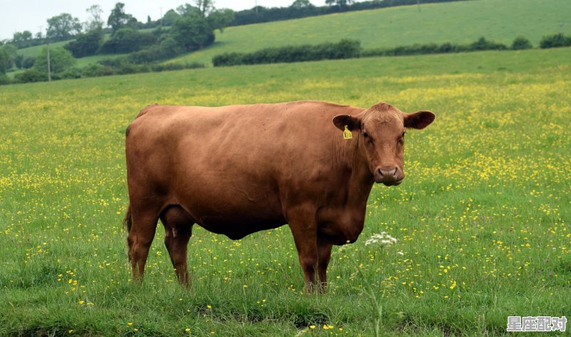 全国各地过年习俗与吃食,全国各地过年习俗与吃食 全国各地过年习俗与吃食,全国各地过年习俗与吃食 - 星座运势