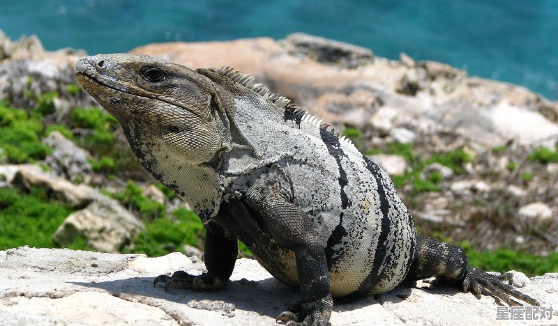 猛指哪个动物,猛兽指什么生肖 猛指哪个动物,猛兽指什么生肖 - 星座运势