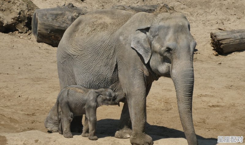 代表风的动物_什么动物和风有关 代表风的动物_什么动物和风有关 - 星座运势