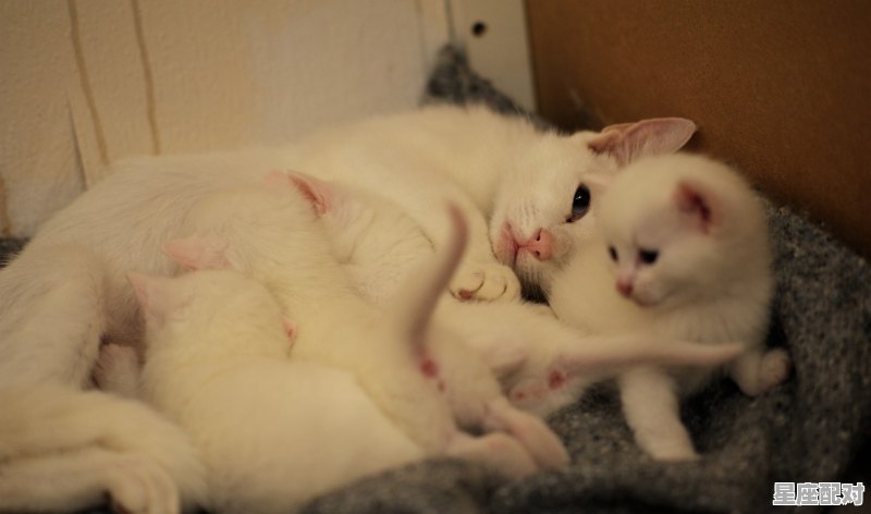 猫咪大牙掉了正常吗_大牙掉了一块必须要补吗 - 星座运势