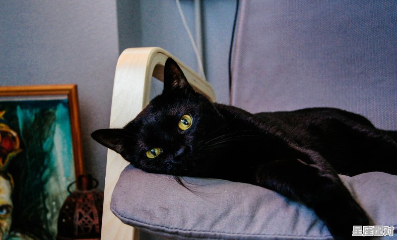 黑猫的毛发是什么意思_折尾黑猫的寓意 - 星座运势