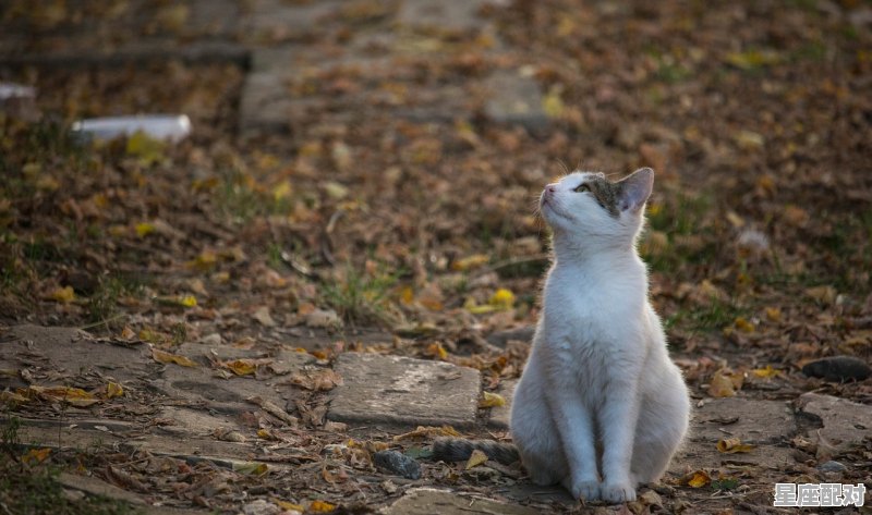 猴儿捞月一场空是指什么动物，皇宫指什么生肖 - 星座运势