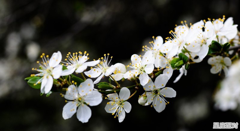 苹果树开花有什么预兆_花的名字里带有梦字的叫什么 - 星座运势