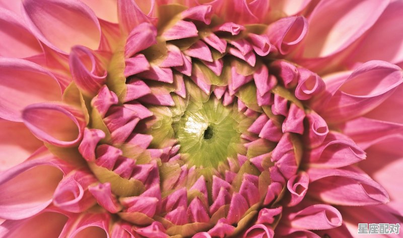 狮子座最详细的性格_狮子座的性格特征 - 星座运势