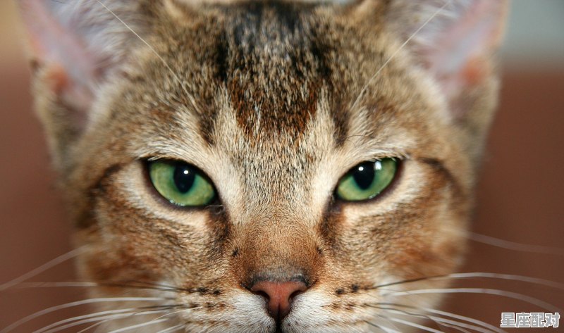 猫咪呕出一些虫怎么办,孕妇梦到小猫 - 星座运势