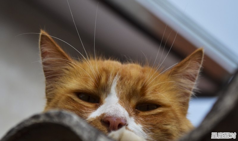 光遇猫猫可以抱吗,梦到抱猫 - 星座运势