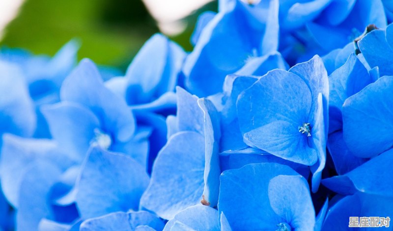 巨蟹座的最好配对_注定和巨蟹座修成正果的星座 巨蟹座的最好配对_注定和巨蟹座修成正果的星座 - 星座运势