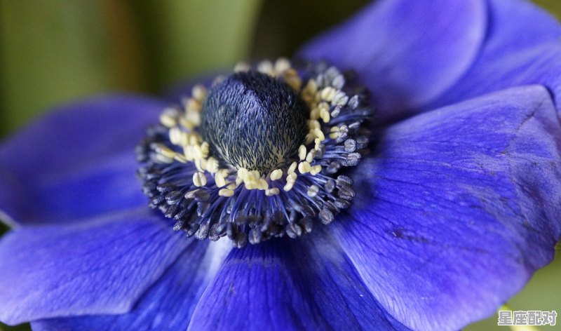 双鱼座今天幸运色是什么颜色，双鱼今日运势21 - 星座运势