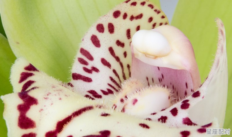 属龙 今日运势,属龙 今日运势 - 星座运势