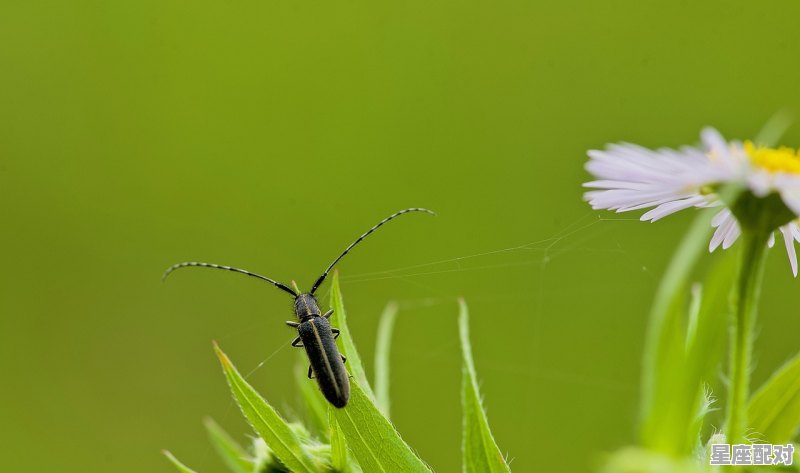 摩羯座性格优势及弱点，魔羯座是什么性格 - 星座运势