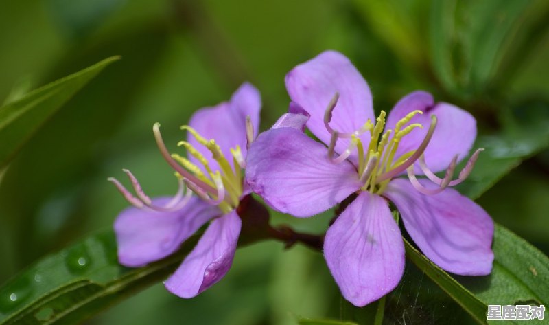 双鱼座女什么性格,你双鱼座的性格 - 星座运势