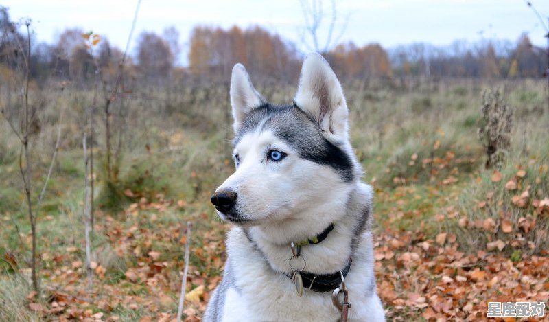 坑蒙拐骗打一动物_明察秋毫是指什么动物 坑蒙拐骗打一动物_明察秋毫是指什么动物 - 星座运势