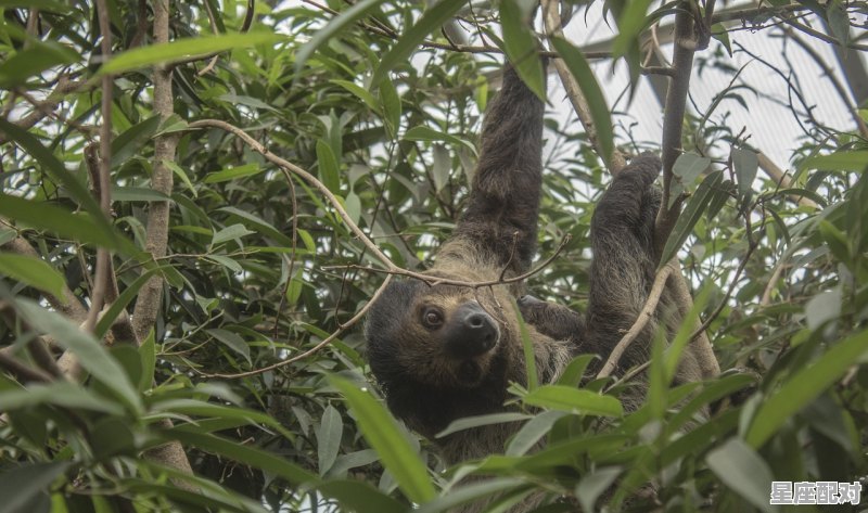兔年行大运什么意思，今日兔年运势 - 星座运势