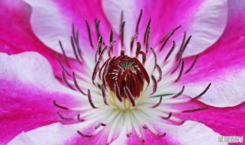 七月中旬什么星座,7月22是什么星座的 - 星座运势