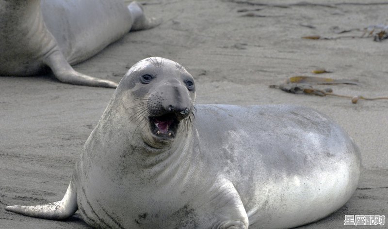 年高望重出人头地的动物,出人头地是什么生肖 - 星座运势
