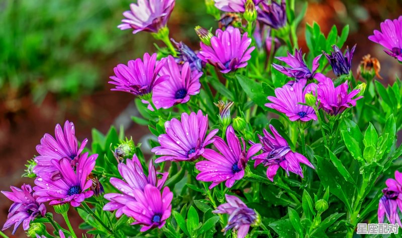 注定嫁给巨蟹男的星座,和巨蟹座相配的星座配对是什么意思 - 星座运势