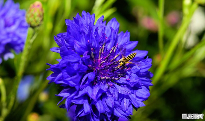 杜鹃的性格特点，杜鹃座女生的性格分析 - 星座运势