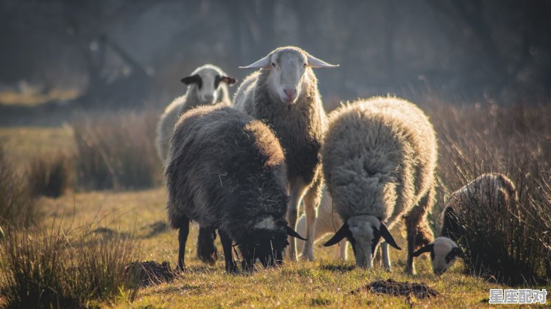 羊负始春栽是什么意思，始什么生肖 - 星座运势