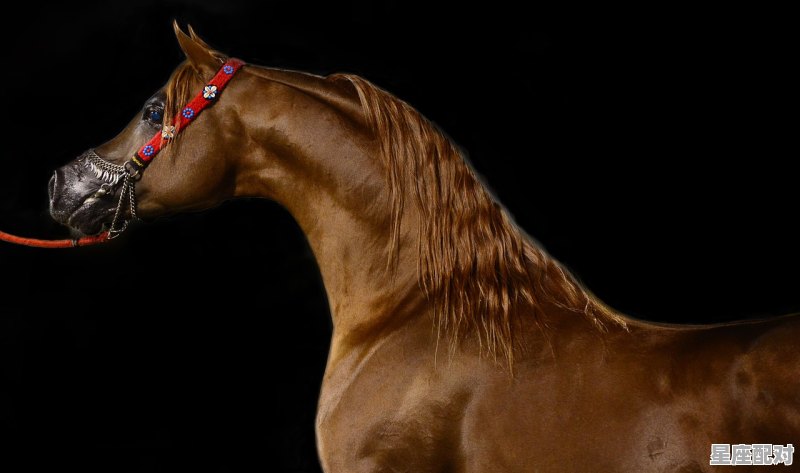 勇冠群雄为将的动物_十全十美司马郞,曹公煮酒论英雄。解生肖 勇冠群雄为将的动物_十全十美司马郞,曹公煮酒论英雄。解生肖 - 星座运势