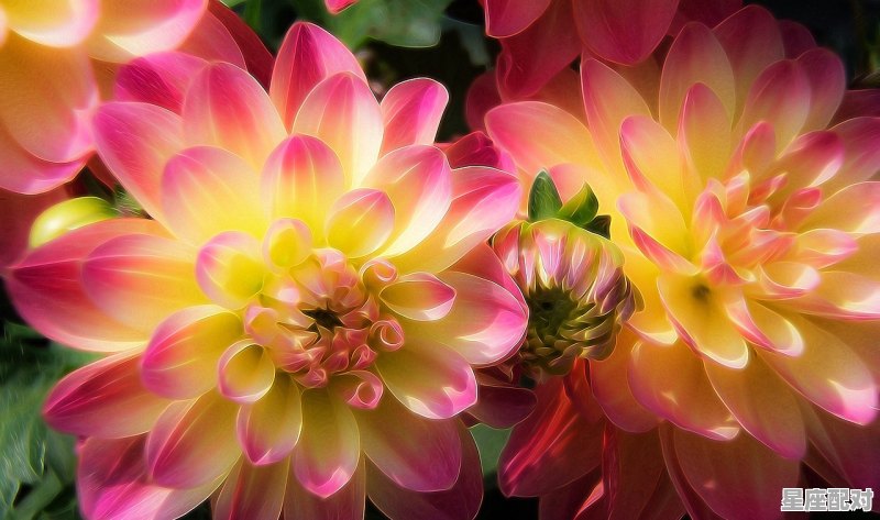 花前月下是什么生肖,花前月下是什么生肖 - 星座运势