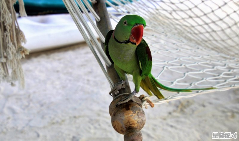 各有千秋打一动物,杀鸡儆猴是什么生肖 - 星座运势