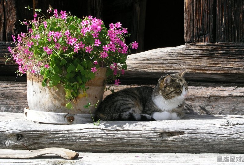 嘘寒问暖又故弄玄虚的是什么动物,镰刀是什么生肖 嘘寒问暖又故弄玄虚的是什么动物,镰刀是什么生肖 - 星座运势