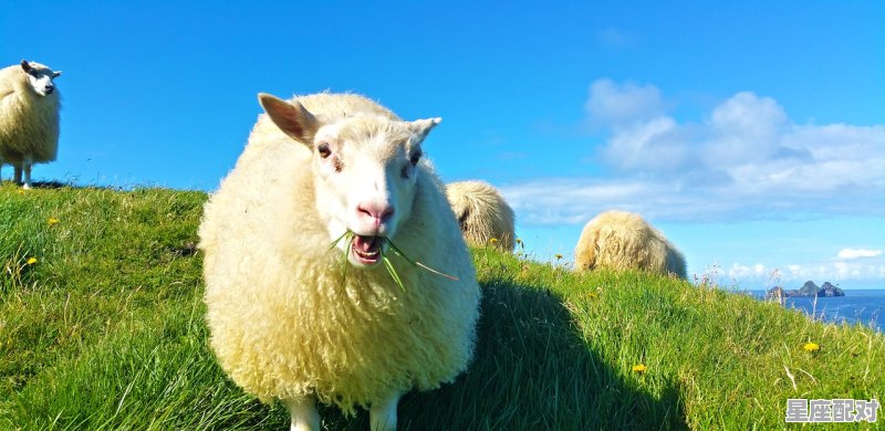 2021年35岁鼠属什么的,35岁是什么生肖 2021年35岁鼠属什么的,35岁是什么生肖 - 星座运势