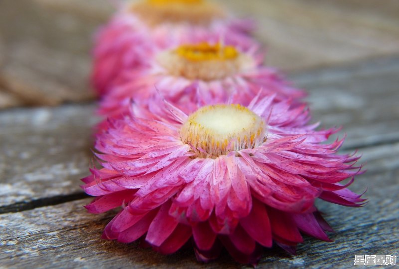 8月份出生是什么星座,8月生日的是什么星座的 8月份出生是什么星座,8月生日的是什么星座的 - 星座运势