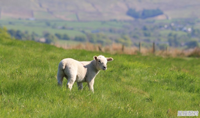 生病的羊打一字_马牛失子是什么意思 - 星座运势